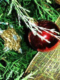 Close-up of christmas tree branch