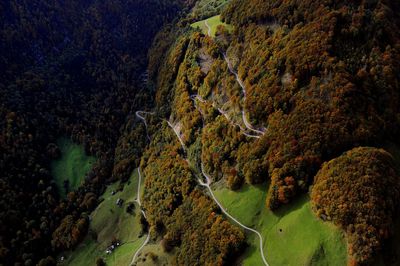 High angle view of trees in forest