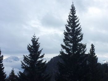 Low angle view of trees against cloudy sky