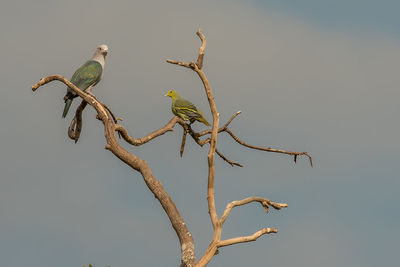 Low angle view of birds perching on bare tree against sky