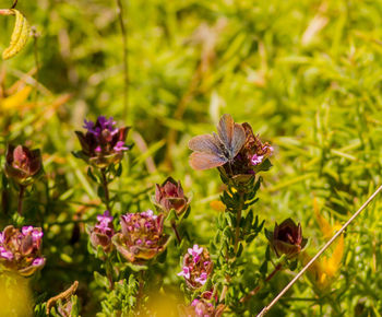 Close-up of butterfly pollinating on flower