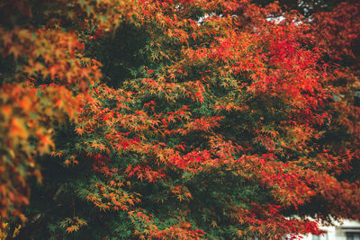 Trees in forest during autumn