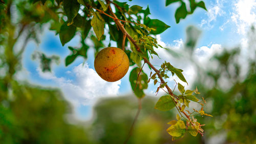 Close-up of fruits growing on tree