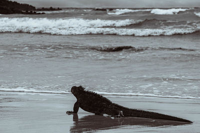 A marine iguana walking along the beach. with the waves breaking in the background.