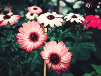 Close-up of pink flowers blooming outdoors