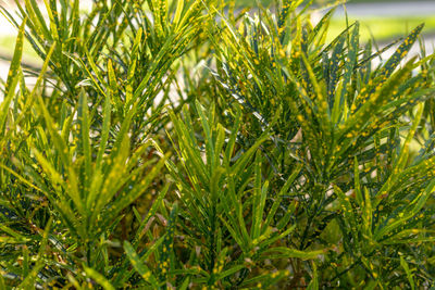 Close-up of plants growing outdoors