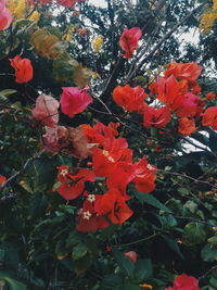 Close-up of flowers blooming outdoors