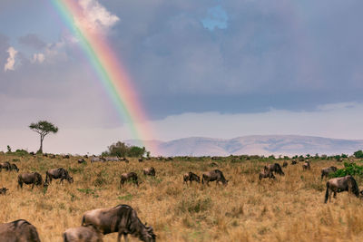 Scenic view of a wildebeest great migration on a rainbow over the field against the sky in  maasai
