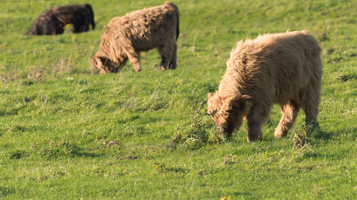 Sheep grazing in a field