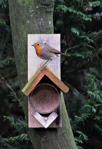 High angle view of bird perching on wooden post