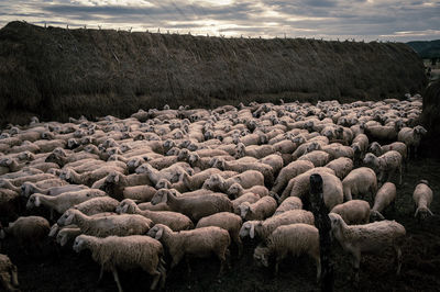 Flock of sheep grazing on landscape against sky