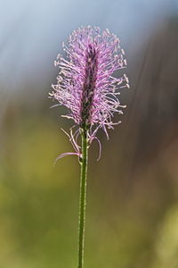 Close-up of thistle flower