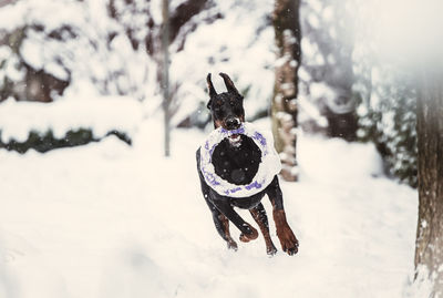 Dog on snow covered land