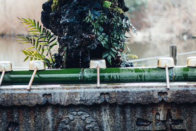 Close-up of potted plant against building