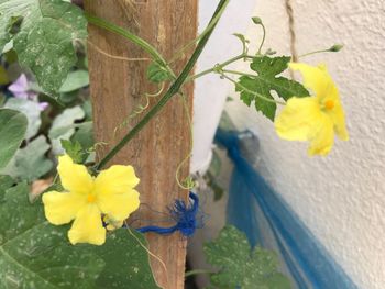 Close-up of yellow flowers