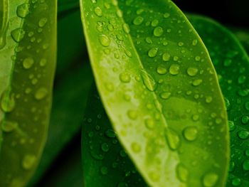 Close-up of raindrops on leaf