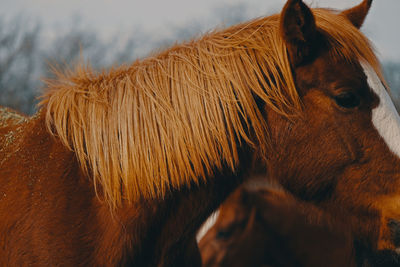 Close-up of horse outdoors