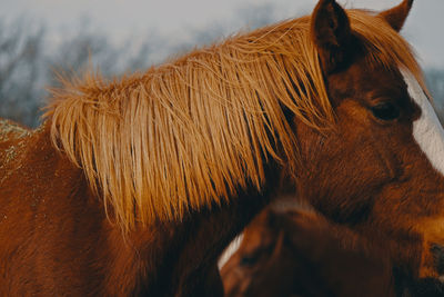 Close-up of a horse