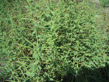 Full frame shot of grass