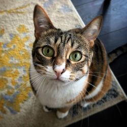 Close-up portrait of tabby cat