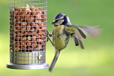 Close-up of bird eating food