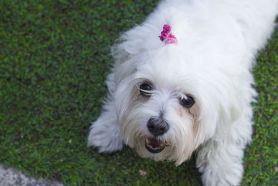 Portrait of white dog on field