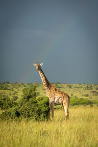 Masai giraffe stands by bush under rainbow