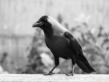Close-up of bird perching on a wall
