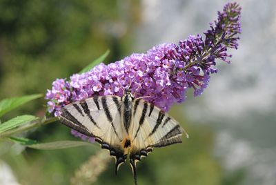 Close-up of butterfly on purple flower