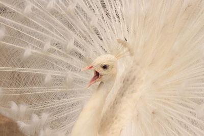 White peacock with fanned out feathers and mouth open