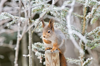 Close-up of squirrel on tree