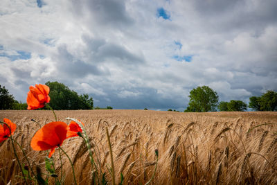 Scenic view of poppy field against cloudy sky