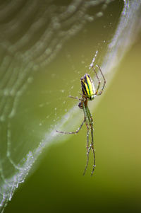 Close-up of spider