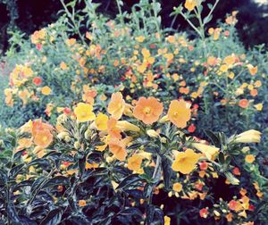 Close-up of yellow flowers