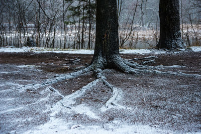 Trees in forest during winter