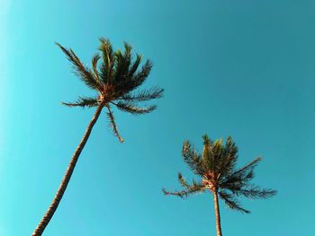 Low angle view of coconut palm tree against clear blue sky