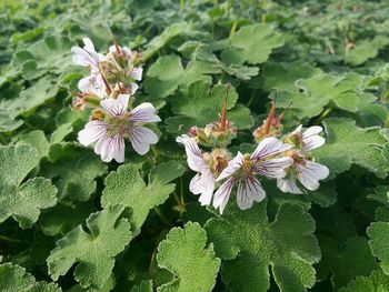 High angle view of bee on flowers