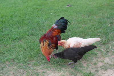 Chickens are searching for food together as a family.