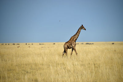 View of giraffe on field against sky