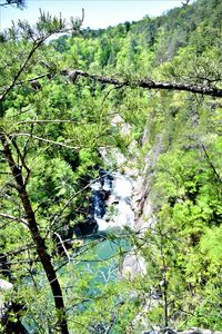 Scenic view of lake amidst trees in forest