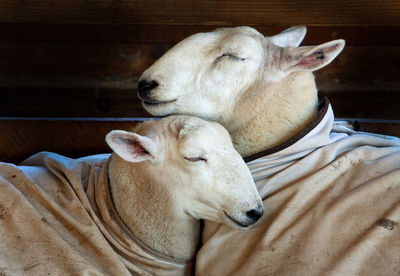 Sheep wrapped in sheet resting against fence