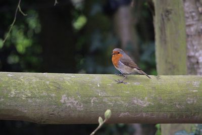 Close-up of bird perching on railing