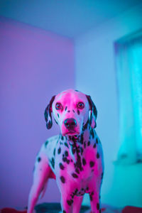Portrait of dalmatian dog at home