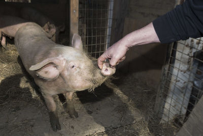 Pig breeding in a pigsty, animal husbandry and livestock farming