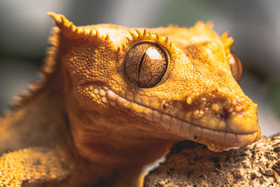 Close-up of a leopard gecko