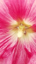 Macro shot of pink flower pollen