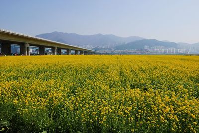 Yellow field in bloom