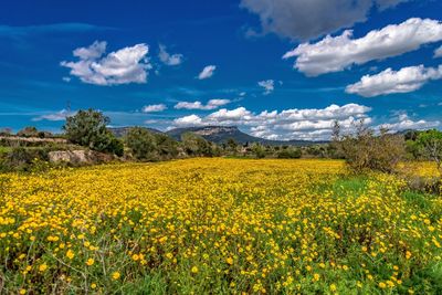 Scenic view of oilseed rape field against cloudy sky