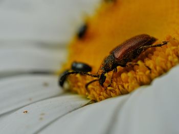 Extreme close-up of insect on flower head