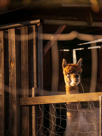 Portrait of dog by fence